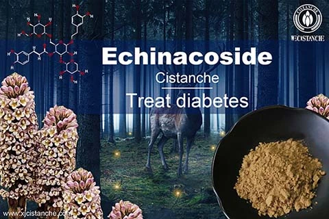 cistanche echinacoside-best herbal for curing Leukemia cistanche echinacoside-best herbal for curing Leukemia