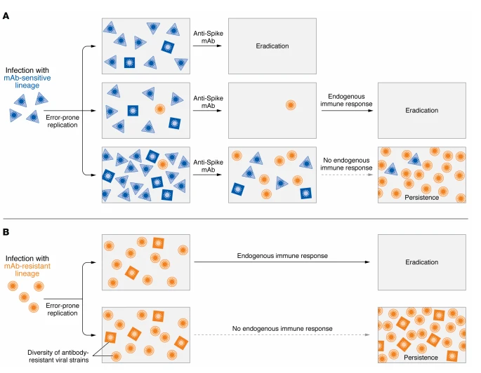 Figure 1. mAb therapies select for escape variants in SARS-CoV-2 infection