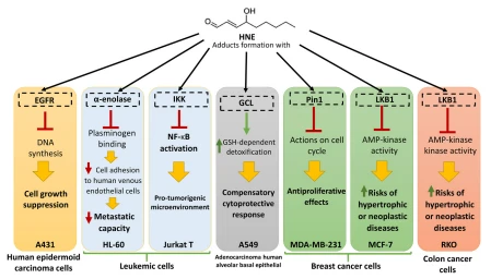 Fig. 2. Summary of the possible effects of HNE-protein adducts on different proteins and different cancer cell lines Fig. 2. Summary of the possible effects of HNE-protein adducts on different proteins and different cancer cell lines