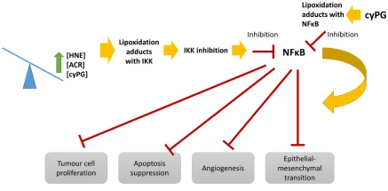Fig. 3. Effects of NFκB inhibition mediated by lipoxidation adducts. A high concentration of aldehydes, such as HNE or acrolein, or a high concentration of cyclopentenone prostaglandins (cyPG) inhibits IKK activity through the formation of lipoxidation products. IKK inhibition results in the suppression of NFκB activity, hindering the effects triggered by NFkB, such as tumor cell proliferation, suppression of apoptosis, angiogenesis, and epithelial-mesenchymal transition, which facilitates distant metastasis. Moreover, cyPG can directly modify NFκB subunits leading to NFκB inhibition, and therefore, the suppression of NFkB effects. Fig. 3. Effects of NFκB inhibition mediated by lipoxidation adducts. A high concentration of aldehydes, such as HNE or acrolein, or a high concentration of cyclopentenone prostaglandins (cyPG) inhibits IKK activity through the formation of lipoxidation products. IKK inhibition results in the suppression of NFκB activity, hindering the effects triggered by NFkB, such as tumor cell proliferation, suppression of apoptosis, angiogenesis, and epithelial-mesenchymal transition, which facilitates distant metastasis. Moreover, cyPG can directly modify NFκB subunits leading to NFκB inhibition, and therefore, the suppression of NFkB effects.