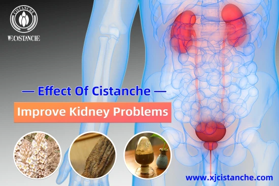 CISTANCHE EXTRACT WITH 25% ECHINACOSIDE AND 9% ACTEOSIDE CISTANCHE EXTRACT WITH 25% ECHINACOSIDE AND 9% ACTEOSIDE