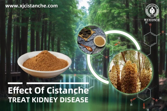 CISTANCHE EXTRACT WITH 25% ECHINACOSIDE AND 9% ACTEOSIDE CISTANCHE EXTRACT WITH 25% ECHINACOSIDE AND 9% ACTEOSIDE