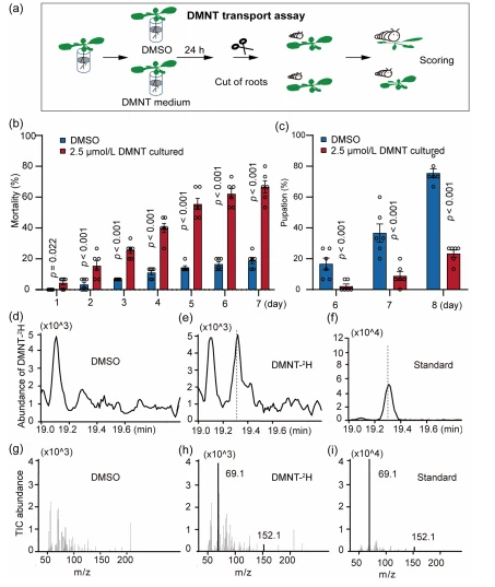 FIGURE 7 Dimethyl‐1,3,7‐nonatriene (DMNT) transports from Arabidopsis roots to leaves. (a) Illustration of the DMNT transport assay using Arabidopsis seedlings. DMNT was dissolved in Murashige and Skoog liquid medium. After a 24-hour culture, the roots were excised, and the leaves were used to feed Plutella xylostella larvae for mortality and pupation rate scoring. (b, c) DMNT, transported from roots to leaves, results in higher mortality (b) and lower pupation (c) rates of P. xylostella larvae. (d–f) 2 H‐labelled DMNT (DMNT‐ 2 H) is transported from root to leaves. DMNT‐ 2 H was dissolved in liquid MS medium as in (a) for 24 h, and then the leaves were harvested for GC‐MS analysis (e). DMSO was used as a control (d). DMNT‐ 2 H standard is shown for reference (f). (g–i) TIC of DMNT‐ 2 H obtained during the transport assays shown in (d–f). Data are presented as mean ± s.e.m, in (b, c) n = 6, p‐values are shown adjacent to the histogram columns to indicate a significant difference (two‐tailed unpaired t‐test). Note that more controls for the transport assays are included in Supporting Information: Figure S8. [Color figure can be viewed at wileyonlinelibrary.com]