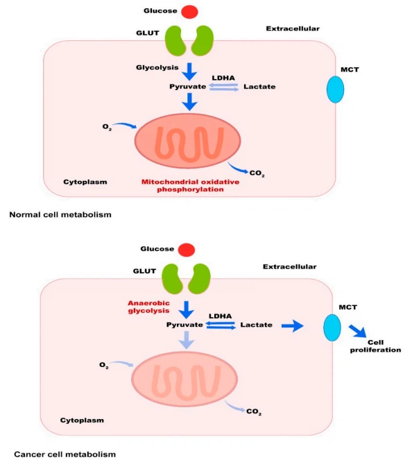 Figure 1. The Warburg effect. Most tumor cells produce energy, principally through glycolysis in the cytosol, producing lactic acid even in the presence of oxygen. MCTs catalyze the proton-linked transport of produced lactate across cell membranes. On the other hand, normal cells use oxidative phosphorylation in the mitochondria to produce energy under aerobic conditions Figure 1. The Warburg effect. Most tumor cells produce energy, principally through glycolysis in the cytosol, producing lactic acid even in the presence of oxygen. MCTs catalyze the proton-linked transport of produced lactate across cell membranes. On the other hand, normal cells use oxidative phosphorylation in the mitochondria to produce energy under aerobic conditions