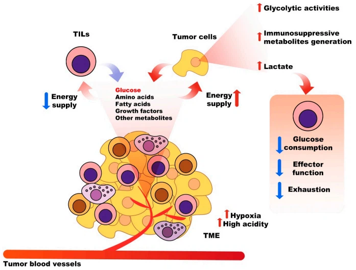Figure 2. Metabolic competition between cancer cells and immune cells in the TME. There is a competition between tumor cells and immune cells to take up glucose, amino acids, fatty acids, growth factors, and other metabolites in the TME. The most critical nutrient consumed and absorbed by tumor cells is glucose, which also serves as an essential energy substance for the differentiation, activation, and function of infiltrated immune cells in the TME, such as TILs. Competitive uptake of glucose by tumor cells to suppress the function of TILs. Increased glycolytic activities of tumor cells, and generated metabolites, such as lactate, can suppress glucose consumption by TILs, and their exhaustion Figure 2. Metabolic competition between cancer cells and immune cells in the TME. There is a competition between tumor cells and immune cells to take up glucose, amino acids, fatty acids, growth factors, and other metabolites in the TME. The most critical nutrient consumed and absorbed by tumor cells is glucose, which also serves as an essential energy substance for the differentiation, activation, and function of infiltrated immune cells in the TME, such as TILs. Competitive uptake of glucose by tumor cells to suppress the function of TILs. Increased glycolytic activities of tumor cells, and generated metabolites, such as lactate, can suppress glucose consumption by TILs, and their exhaustion