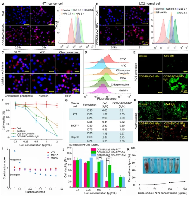 Figure 5 In vitro anticancer efficacy of COS-BA/Ce6 NPs. Cellular internalization of (A) 4T1 cancer cells and (B) LO2 normal cells incubated in free Ce6 or COS-BA/Ce6 NPs for 0.5 and 3 h, and corresponding flow cytometric analysis of fluorescence intensity. (C) Uptake inhibition of specific endocytic pathway studies and (D) corresponding fluorescence intensity of cells measured by flow cytometry after incubation with COSBA/Ce6 NPs with/without endocytic inhibitors including chlorpromazine, chloroquine, nystatin, and ethylisopropyl amiloride (EIPA). Scale bars Z 20 mm. (E) Cellular ROS generation induced by free Ce6 or COS-BA/Ce6 NPs (equivalent Ce6: 1.6 mg/mL). Scale bars Z 20 mm. (F) Cell viability of 4T1 cells after various treatments for 24 h. (G) The IC25, IC50, IC75 analysis of free Ce6 and COS-BA/Ce6 NPs against 4T1, MCF-7, and HepG2 cells, respectively. (H) Calcein-AM/propidium iodide (PI) live/dead staining of COS-BA/Ce6 NPs (Ce6: 1.6 mg/mL)-treated 4T1 cells after incubation for additional 10 h, as well as non-irradiated COS-BA/Ce6 NPs (Ce6: 3.2 mg/mL). Scale bars Z 50 mm. (I) Combination index (CI) of COS-BA/Ce6 NPs on 4T1, MCF-7, and HepG2 cells, as determined by Chou Talalay theorem calculation. (J) PDT mechanisms (Type I and Type II) induced by irradiation of COS-BA/Ce6 NPs and evaluated by specific 1 O2 and $OH quencher sodium azide (SA) and D-mannitol (DM), respectively. (K) Percent hemolysis of red blood cells after incubation with COS-BA/Ce6 NPs for 4 h. Data are expressed as means SD (n Z 3). *P ˂ 0.05, **P ˂ 0.01, and ***P ˂ 0.001 show the significant differences. Figure 5 In vitro anticancer efficacy of COS-BA/Ce6 NPs. Cellular internalization of (A) 4T1 cancer cells and (B) LO2 normal cells incubated in free Ce6 or COS-BA/Ce6 NPs for 0.5 and 3 h, and corresponding flow cytometric analysis of fluorescence intensity. (C) Uptake inhibition of specific endocytic pathway studies and (D) corresponding fluorescence intensity of cells measured by flow cytometry after incubation with COSBA/Ce6 NPs with/without endocytic inhibitors including chlorpromazine, chloroquine, nystatin, and ethylisopropyl amiloride (EIPA). Scale bars Z 20 mm. (E) Cellular ROS generation induced by free Ce6 or COS-BA/Ce6 NPs (equivalent Ce6: 1.6 mg/mL). Scale bars Z 20 mm. (F) Cell viability of 4T1 cells after various treatments for 24 h. (G) The IC25, IC50, IC75 analysis of free Ce6 and COS-BA/Ce6 NPs against 4T1, MCF-7, and HepG2 cells, respectively. (H) Calcein-AM/propidium iodide (PI) live/dead staining of COS-BA/Ce6 NPs (Ce6: 1.6 mg/mL)-treated 4T1 cells after incubation for additional 10 h, as well as non-irradiated COS-BA/Ce6 NPs (Ce6: 3.2 mg/mL). Scale bars Z 50 mm. (I) Combination index (CI) of COS-BA/Ce6 NPs on 4T1, MCF-7, and HepG2 cells, as determined by Chou Talalay theorem calculation. (J) PDT mechanisms (Type I and Type II) induced by irradiation of COS-BA/Ce6 NPs and evaluated by specific 1 O2 and $OH quencher sodium azide (SA) and D-mannitol (DM), respectively. (K) Percent hemolysis of red blood cells after incubation with COS-BA/Ce6 NPs for 4 h. Data are expressed as means SD (n Z 3). *P ˂ 0.05, **P ˂ 0.01, and ***P ˂ 0.001 show the significant differences.