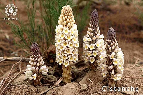 Cistanche tubulosa for Alzheimer's disease Cistanche tubulosa for Alzheimer's disease