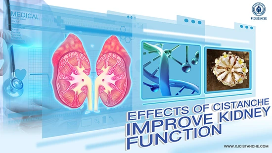 effects of cistanche-improve kidney function (6) effects of cistanche-improve kidney function (6)