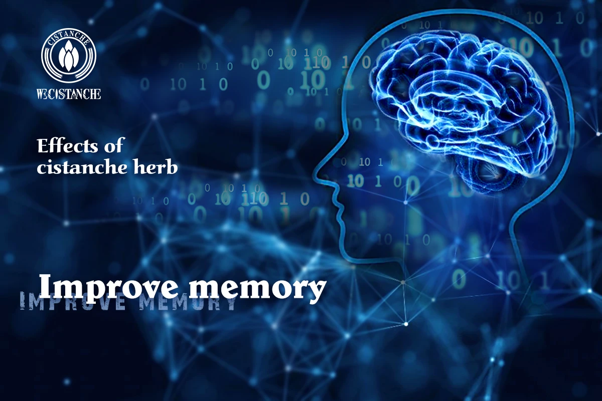 cistanche tubulosa for enhancing memory function cistanche tubulosa for enhancing memory function