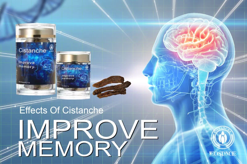 cistanche tubulosa for enhancing memory function cistanche tubulosa for enhancing memory function