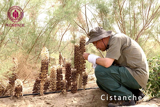 Cistanche deserticola flower