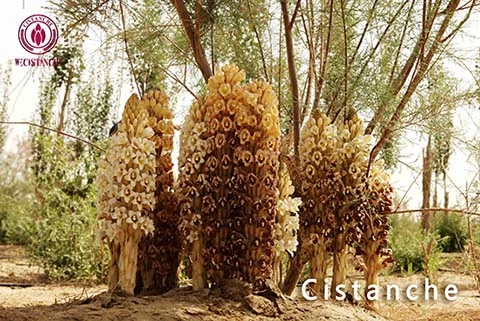 cistanche herba