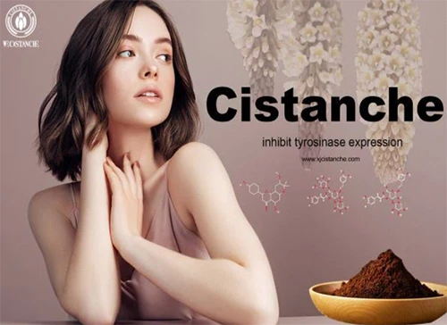 Benefits of cistanche tubulosa-inhibit tyrosinase expression (4) Benefits of cistanche tubulosa-inhibit tyrosinase expression (4)