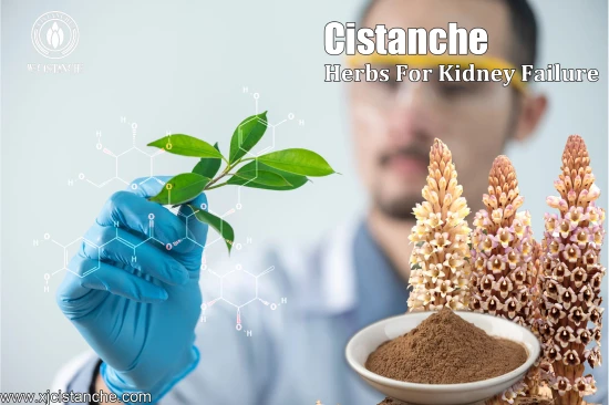 NEW HERBAL CISTANCHE FOR KIDNEY YANG