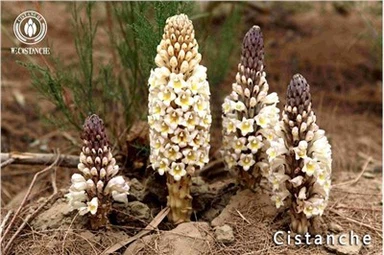Cistanche Tubulosa วัสดุ Cistanche Root Cistanche Stem Cistanche Extract