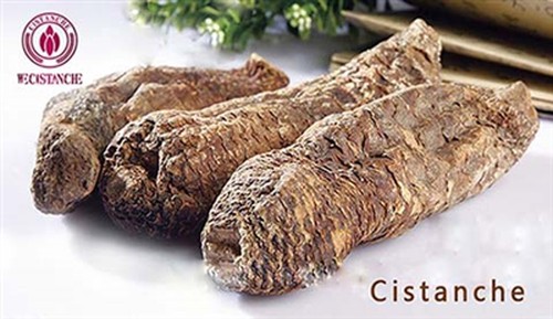 cistanche cistanche